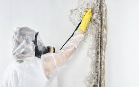 Mold Remediation for Rental Properties